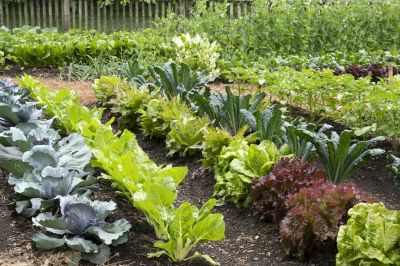 Ensures proper soil preparation and drainage.