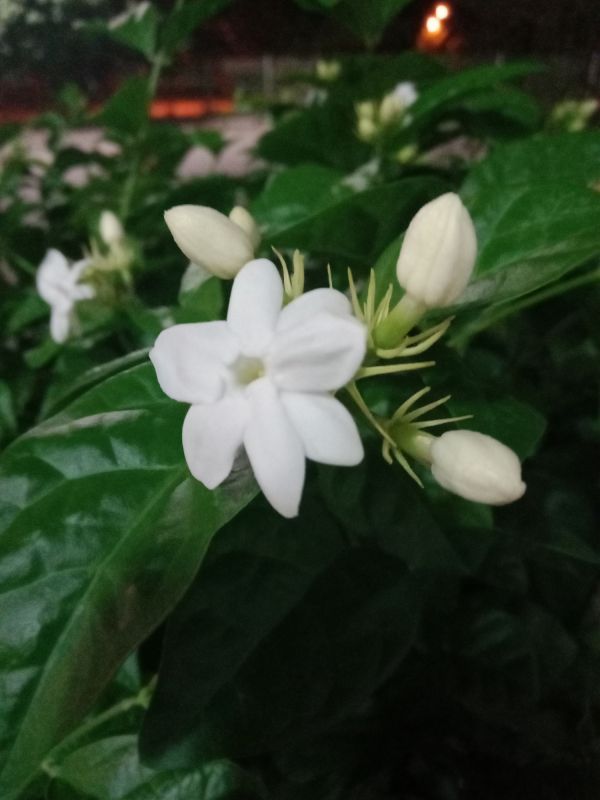 Local Jasmine Planting pros at work
