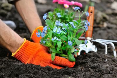 Ensures proper soil preparation and spacing.