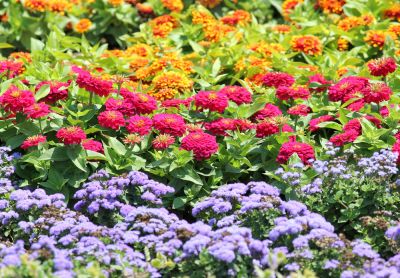 Promotes healthy, thriving long-lasting blooms.