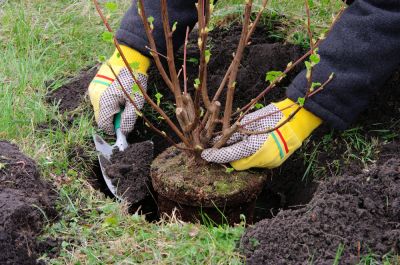 Enhances landscape beauty and curb appeal