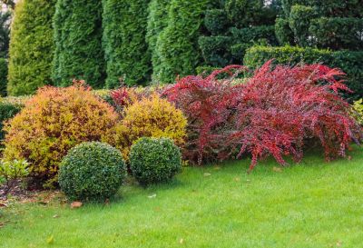 Provides lasting seasonal color and privacy